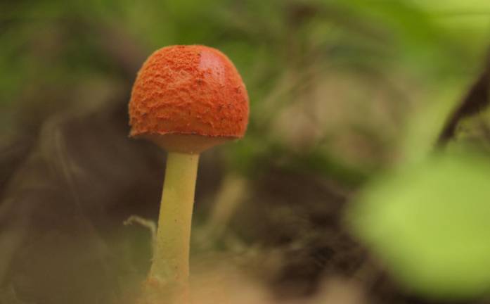 A mushroom hunter’s Shangri-La A red volva amanita sighting during our first foray, the day of the mushroom festival in Genekha.