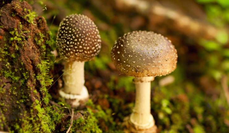 A mushroom hunter’s Shangri-La A stand of <i>Amanita pantherina</i> in the pine forests of Phobjhika Valley.