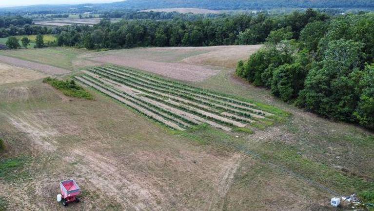 From field to soup kitchens, van loads of tomatoes