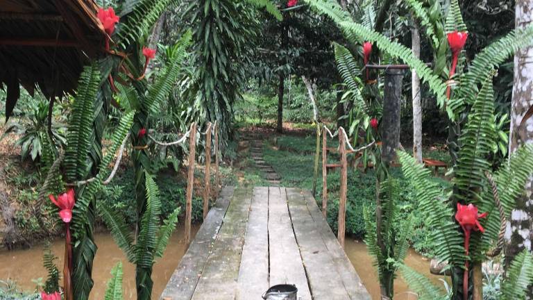 My ayahuasca adventure My ayahuasca adventure