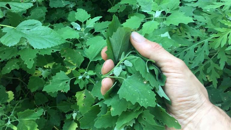 Quinoa’s cousin is all over your yard Quinoa’s cousin is all over your yard