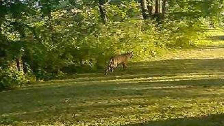 A mountain lion in Warwick? A mountain lion in Warwick?