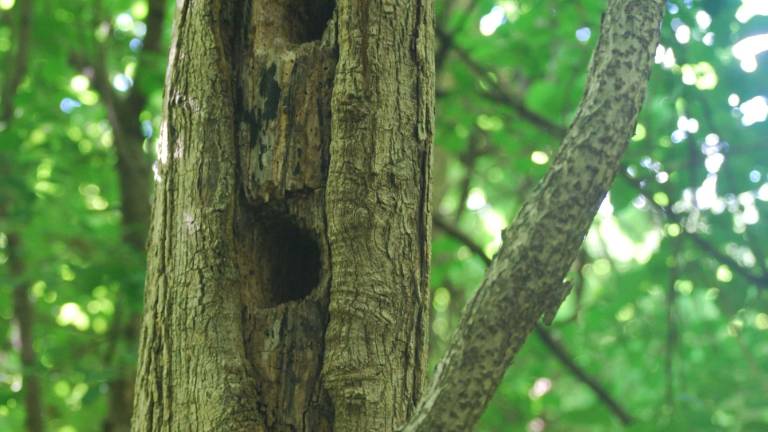 Bushwhacking in the age of Lyme Bushwhacking in the age of Lyme