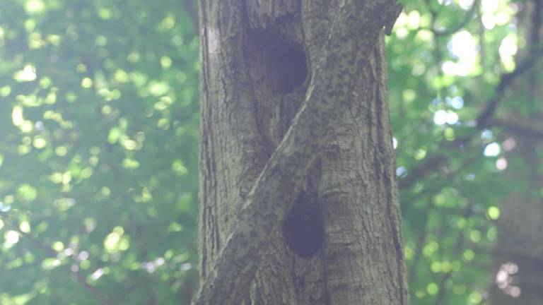 Bushwhacking in the age of Lyme Bushwhacking in the age of Lyme