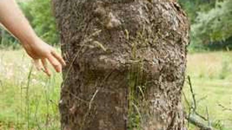 Meet Johnny Appleseed* Meet Johnny Appleseed*