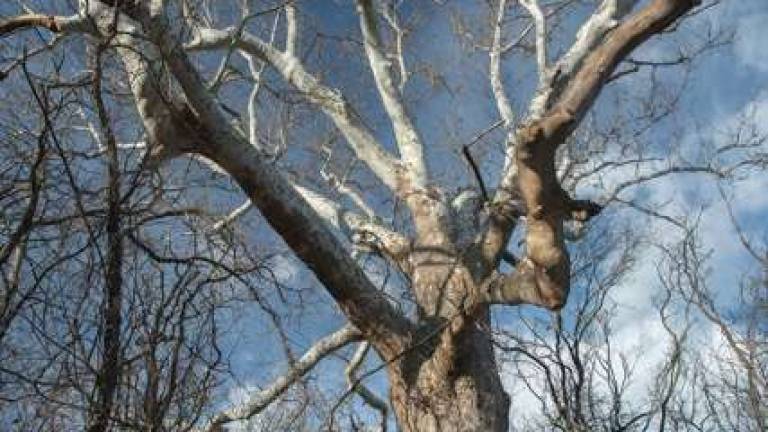 Dear Legoland: The county’s oldest living thing is in your hands Dear Legoland: The county’s oldest living thing is in your hands