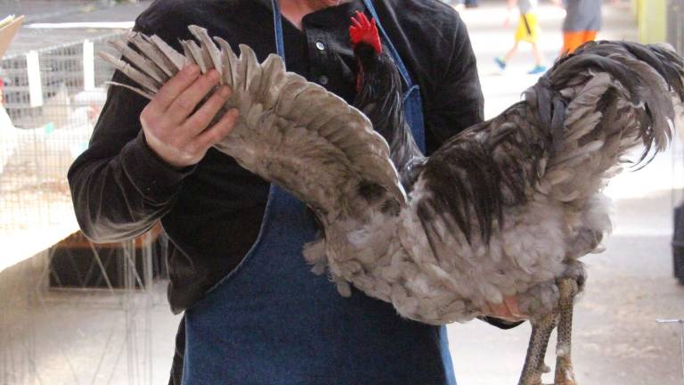 Washed, preened and keen on Champion Row Washed, preened and keen on Champion Row