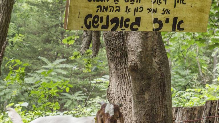 Growing a language, organically Growing a language, organically