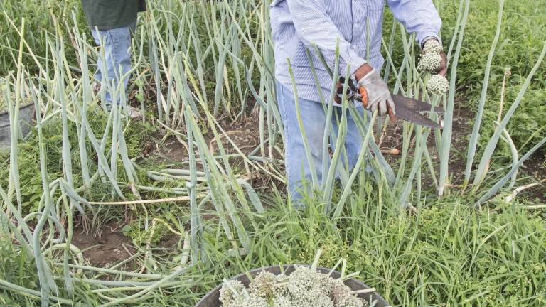 Next year’s onions are in the bag Next year’s onions are in the bag