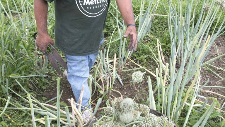 Next year’s onions are in the bag Next year’s onions are in the bag