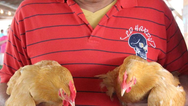 Washed, preened and keen on Champion Row Washed, preened and keen on Champion Row