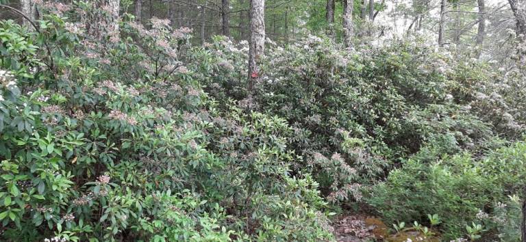 On an early-summer, orange air quality day at Crystal Lake in Sullivan County, the mountain laurel was in full bloom.