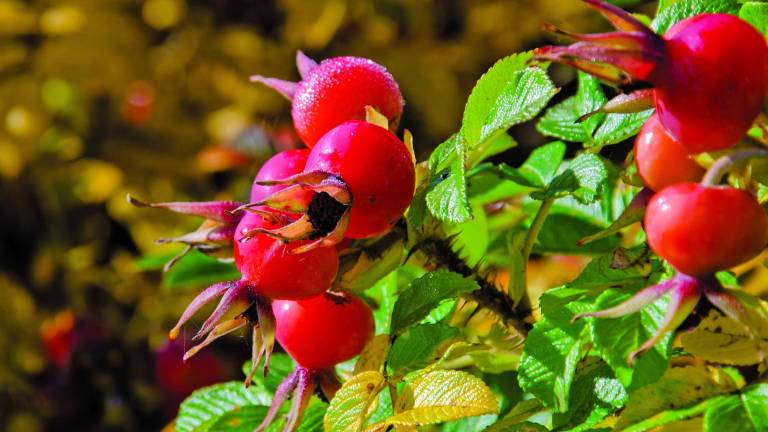 Poetry and Vitamin C in wild rose hips Poetry and Vitamin C in wild rose hips