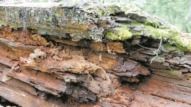 Rotting Log Rotting Log