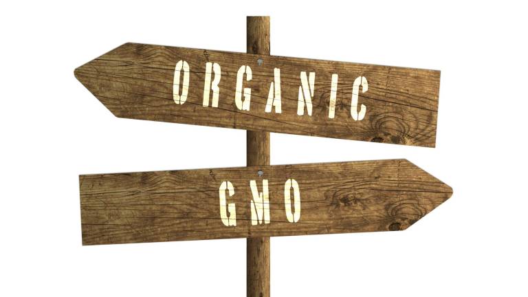 GMOs: Indispensible or foolhardy? GMOs: Indispensible or foolhardy?