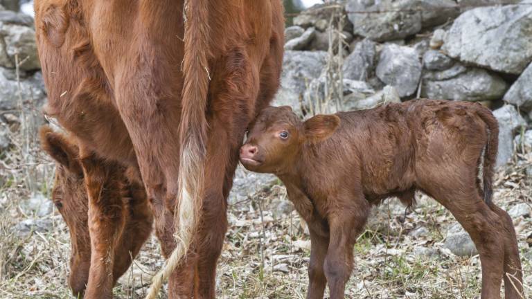 Meet the first calves of the year Meet the first calves of the year