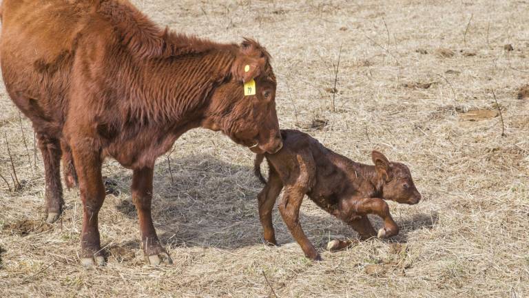 Meet the first calves of the year Meet the first calves of the year