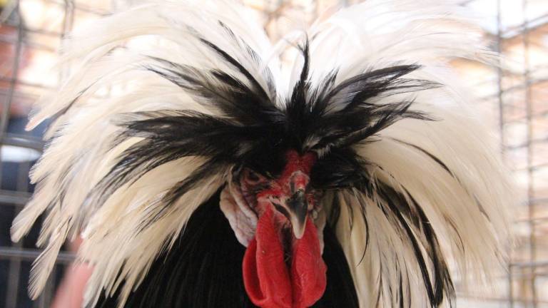 Washed, preened and keen on Champion Row Washed, preened and keen on Champion Row