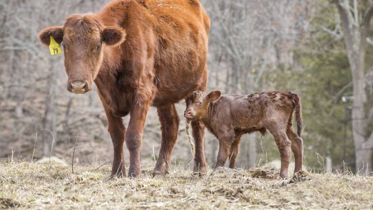 Meet the first calves of the year Meet the first calves of the year