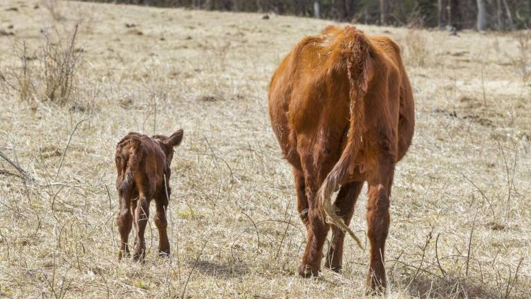 Meet the first calves of the year Meet the first calves of the year