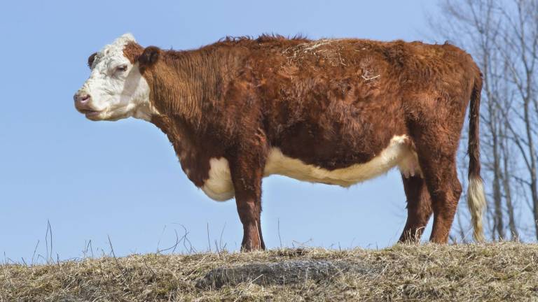 Meet the first calves of the year Meet the first calves of the year