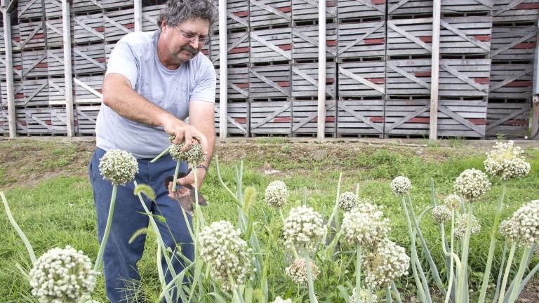 Next year’s onions are in the bag Next year’s onions are in the bag