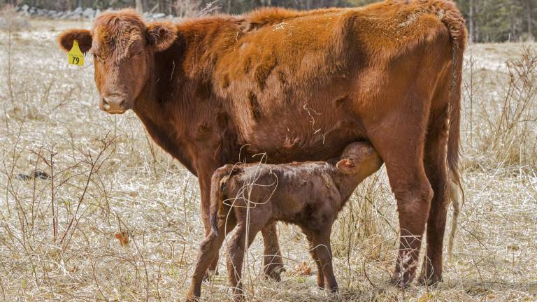 Meet the first calves of the year Meet the first calves of the year