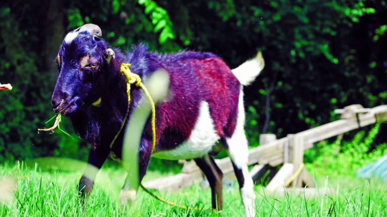 Goat on a rope Goat on a rope