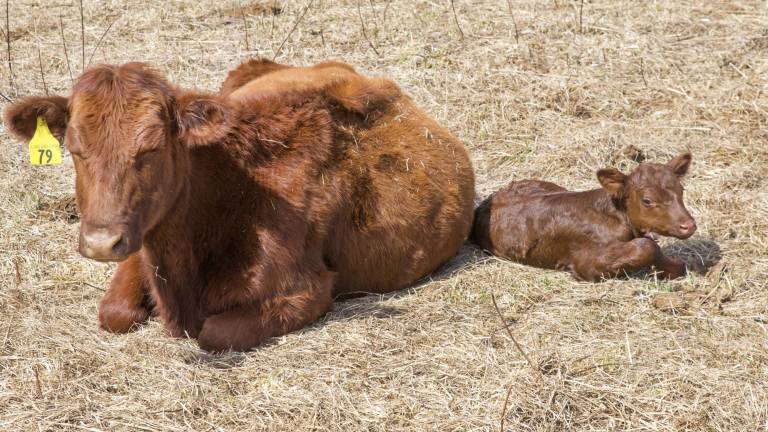 Meet the first calves of the year Meet the first calves of the year
