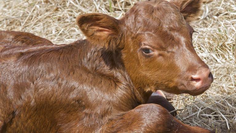 Meet the first calves of the year Meet the first calves of the year