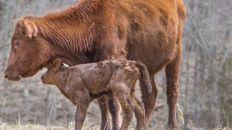 Meet the first calves of the year Meet the first calves of the year