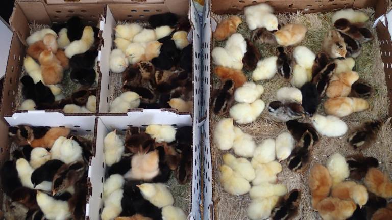 Is it okay to mail order chicks? The explosion of backyard chicken keeping is thanks largely to the hatcheries that make ordering chicks anywhere in the country a cinch. But is it okay to ship live chicks through the mail? Is it okay to mail order chicks? The explosion of backyard chicken keeping is thanks largely to the hatcheries that make ordering chicks anywhere in the country a cinch. But is it okay to ship live chicks through the mail?