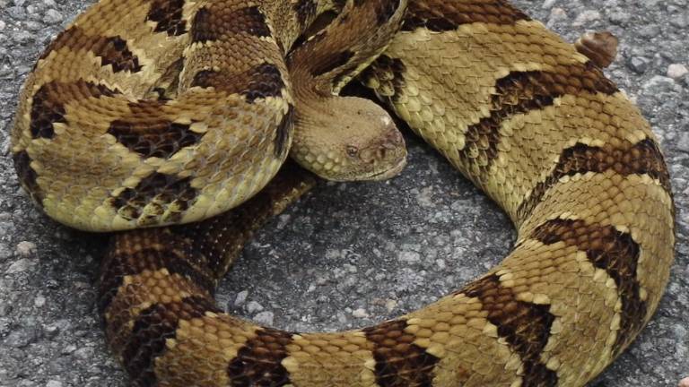 Rattled: Untangling a lifelong dread of snakes Rattled: Untangling a lifelong dread of snakes