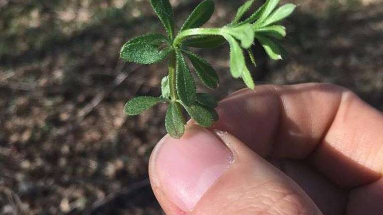 A scrappy weed to flush the system A scrappy weed to flush the system