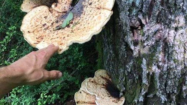 The least daunting of wild mushrooms The least daunting of wild mushrooms
