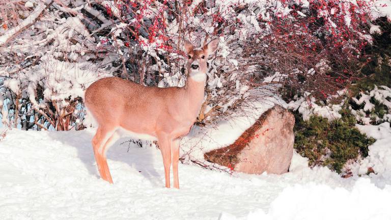 Is it okay to feed the deer? Is it okay to feed the deer?