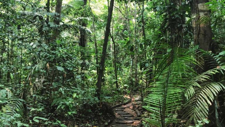 My ayahuasca adventure My ayahuasca adventure