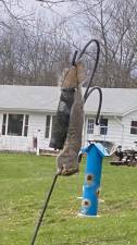 A squirrel at the bird feeder rigged above a Havahart trap. The author developed a Rube Goldberg strategy, using the bird feeders to seed the squirrel traps.