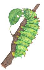 Cecropia Moth Caterpillar