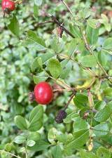 Multiflora rose is prickly but flavorful.