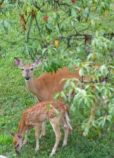 A doe with two fawns visited the peach tree regularly.