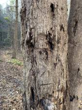In the winter woods of Fitzgerald Falls, it’s not hard to imagine ancient faces onto bare tree trunks.