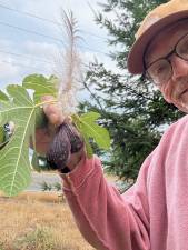 Finding the rogue fig tree
