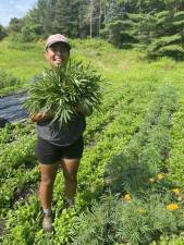 Amara holding up a bunch of huacatay