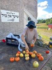 From field to soup kitchens, van loads of tomatoes