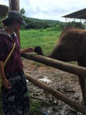 Walking with (not riding on) elephants