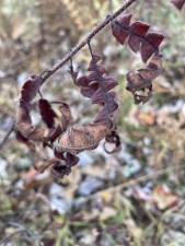 Sweet fern in its winter state.