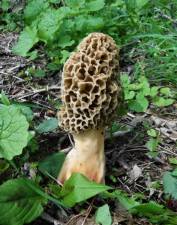 A bounty of morels under a dying apple tree on the author’s property.