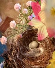 A house finch makes her nest