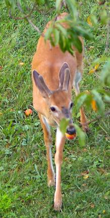 There was a time the author would have been angered to see ‘his’ peaches being eaten by so many other animals and birds. No longer.
